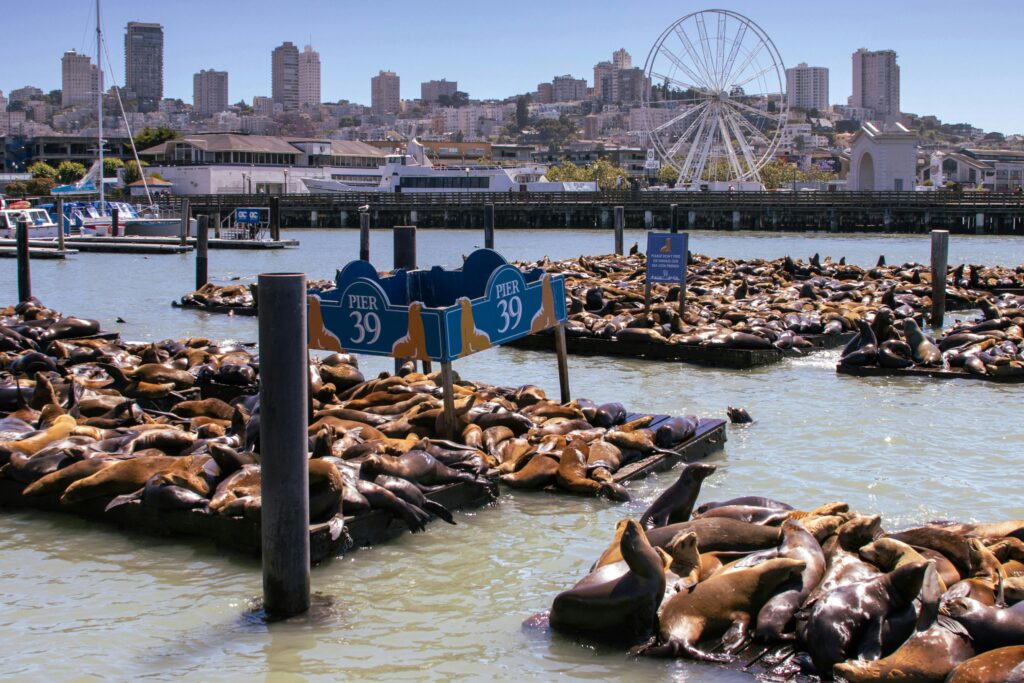 Zeeleeuwen bij Pier 39 in San Francisco